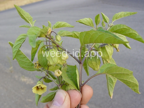 groundcherry, longleaf
